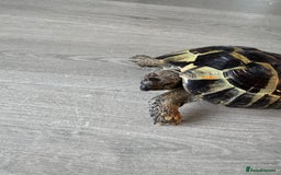 Tortoise reptiles for sale: Hermanns Tortoise - Image 4