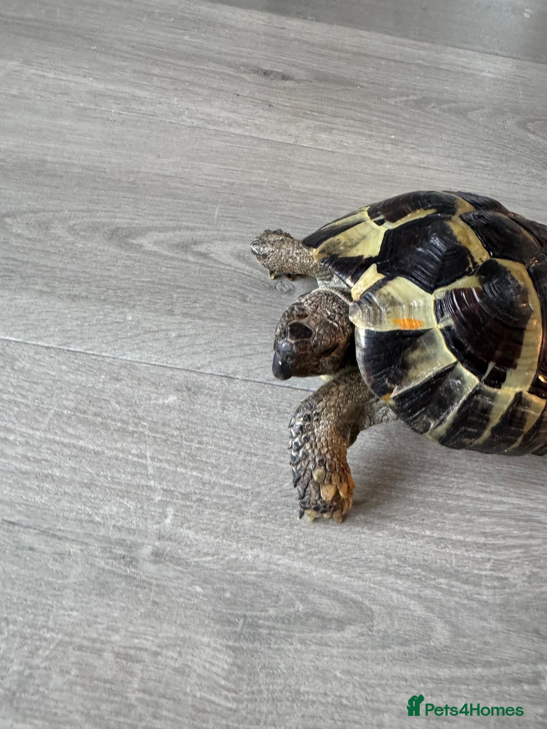 Tortoise reptiles for sale: Hermanns Tortoise - Image 4