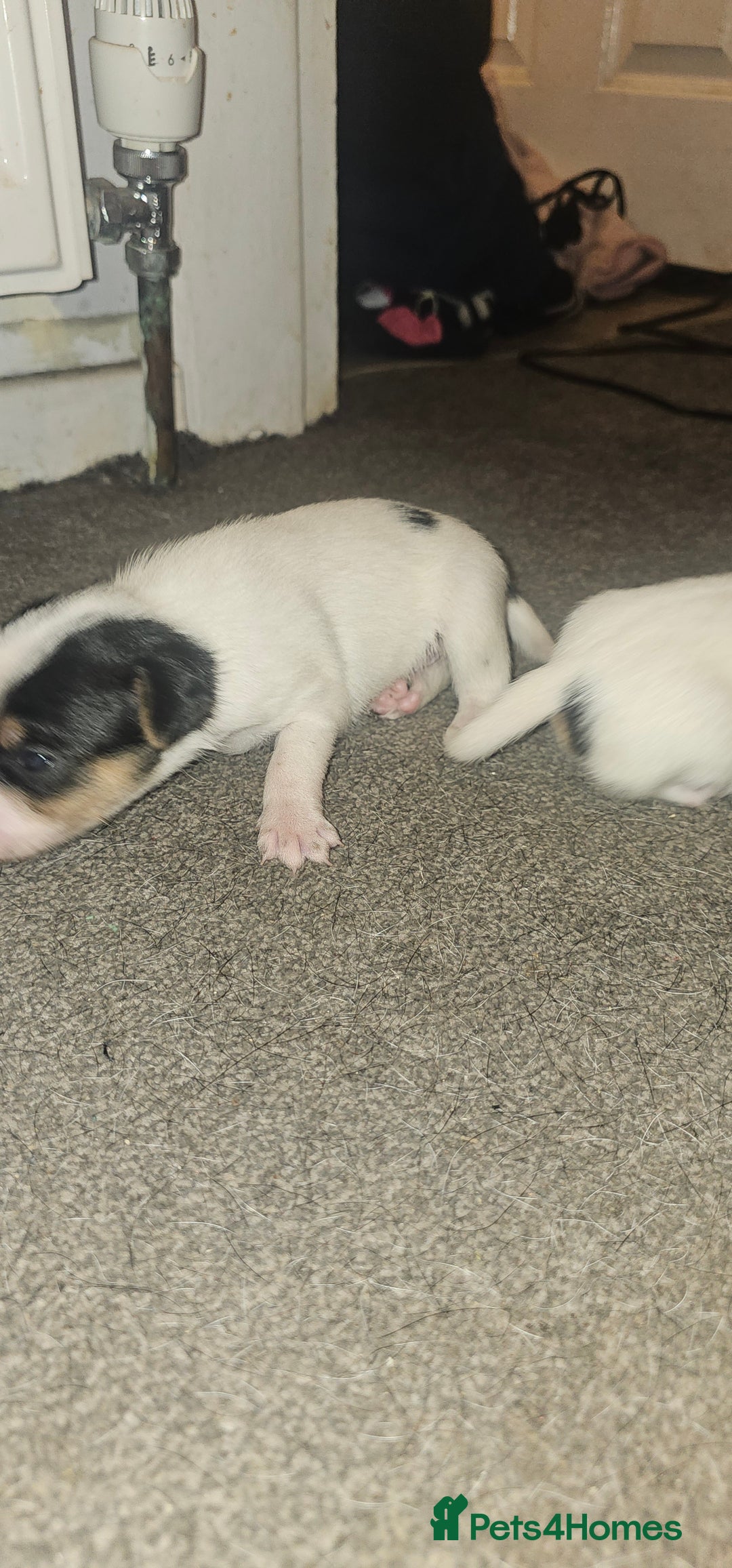 Patterjack dogs for sale: Patterjacks  - Advert 4