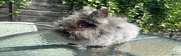 Lionhead rabbits for sale: Male lionhead rabbits  - Advert 5
