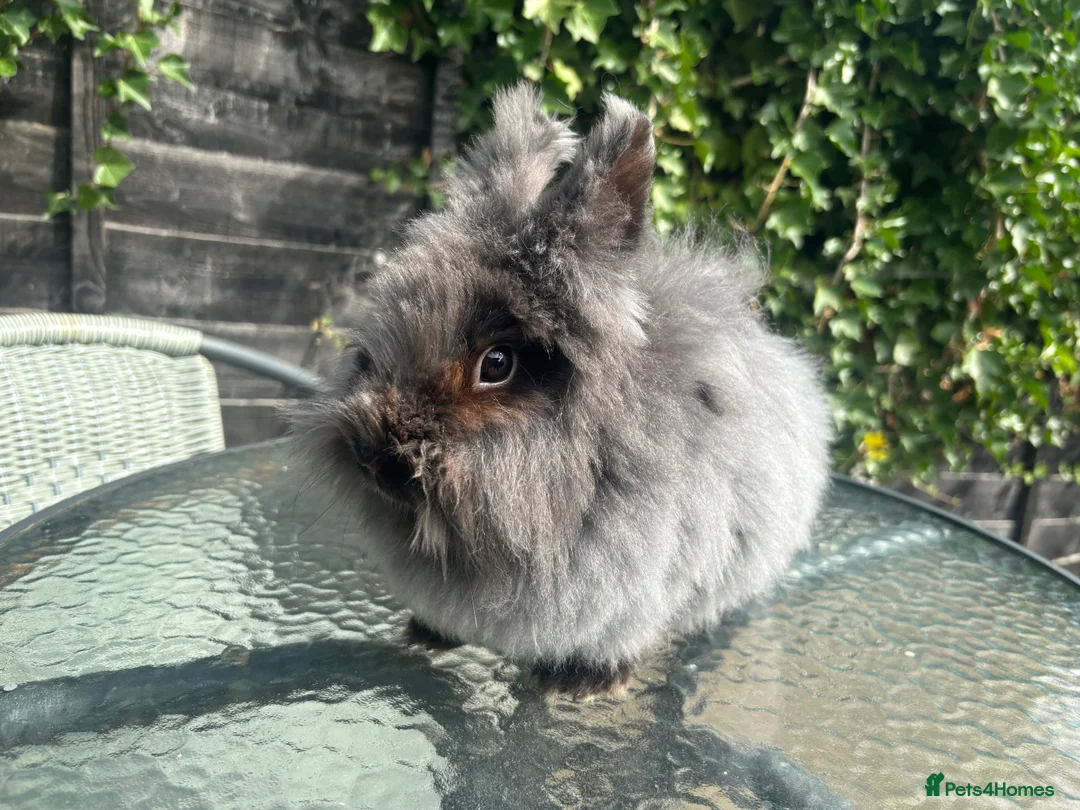 Lionhead rabbits for sale: Male lionhead rabbits  - Advert 5