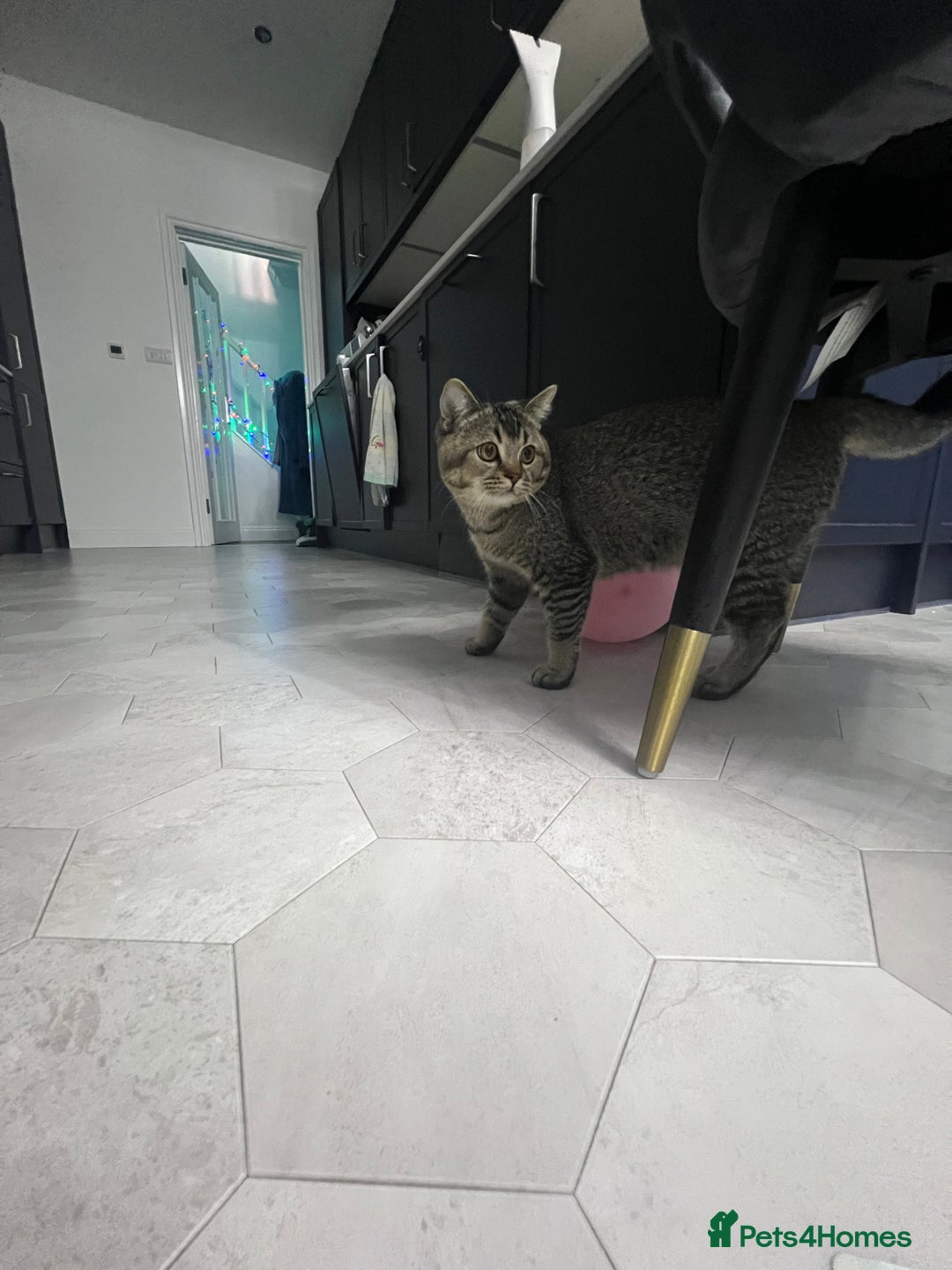 British Shorthair cats for sale: Friendly 6 Month Old Male Kitten - Advert 4