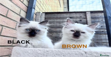 Ragdoll cats - Advert 8