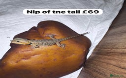 Gecko reptiles for sale: Lizards for rehome  - few to choose from  in Nottingham - Image 6