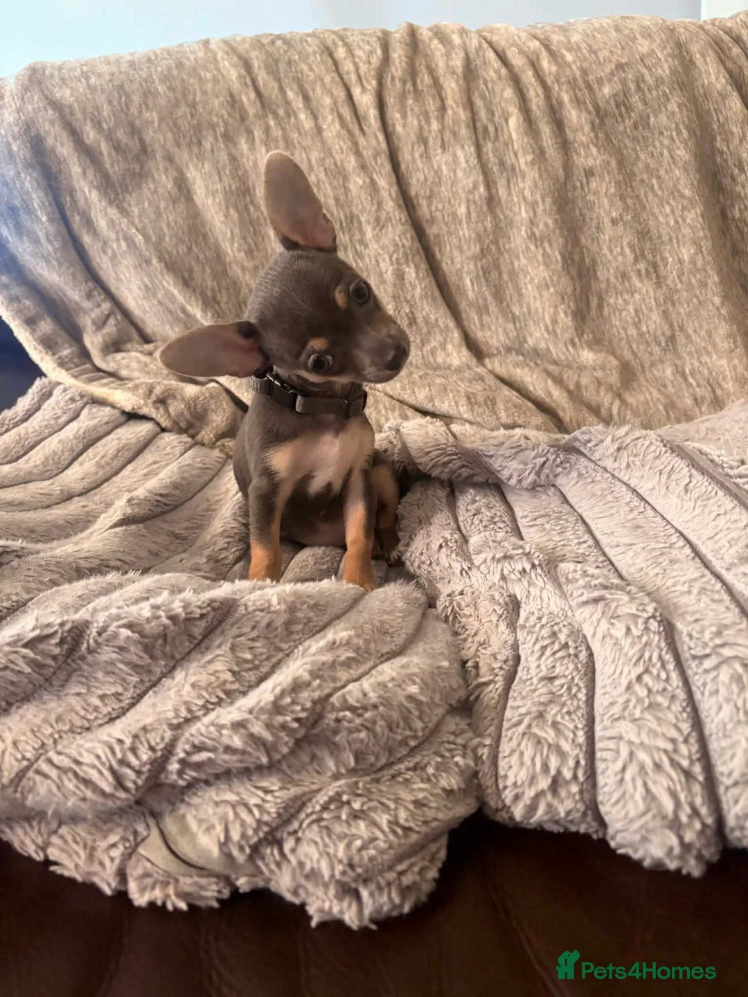 Chihuahua dogs for sale: Stunning tiny chihuahua puppies in Wakefield - Advert 1