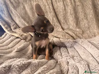 Chihuahua dogs Stunning tiny chihuahua puppies - Advert 1