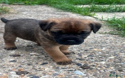Border Terrier dogs for sale: Gorgeous KC reg Border Terrier Boys - Image 13