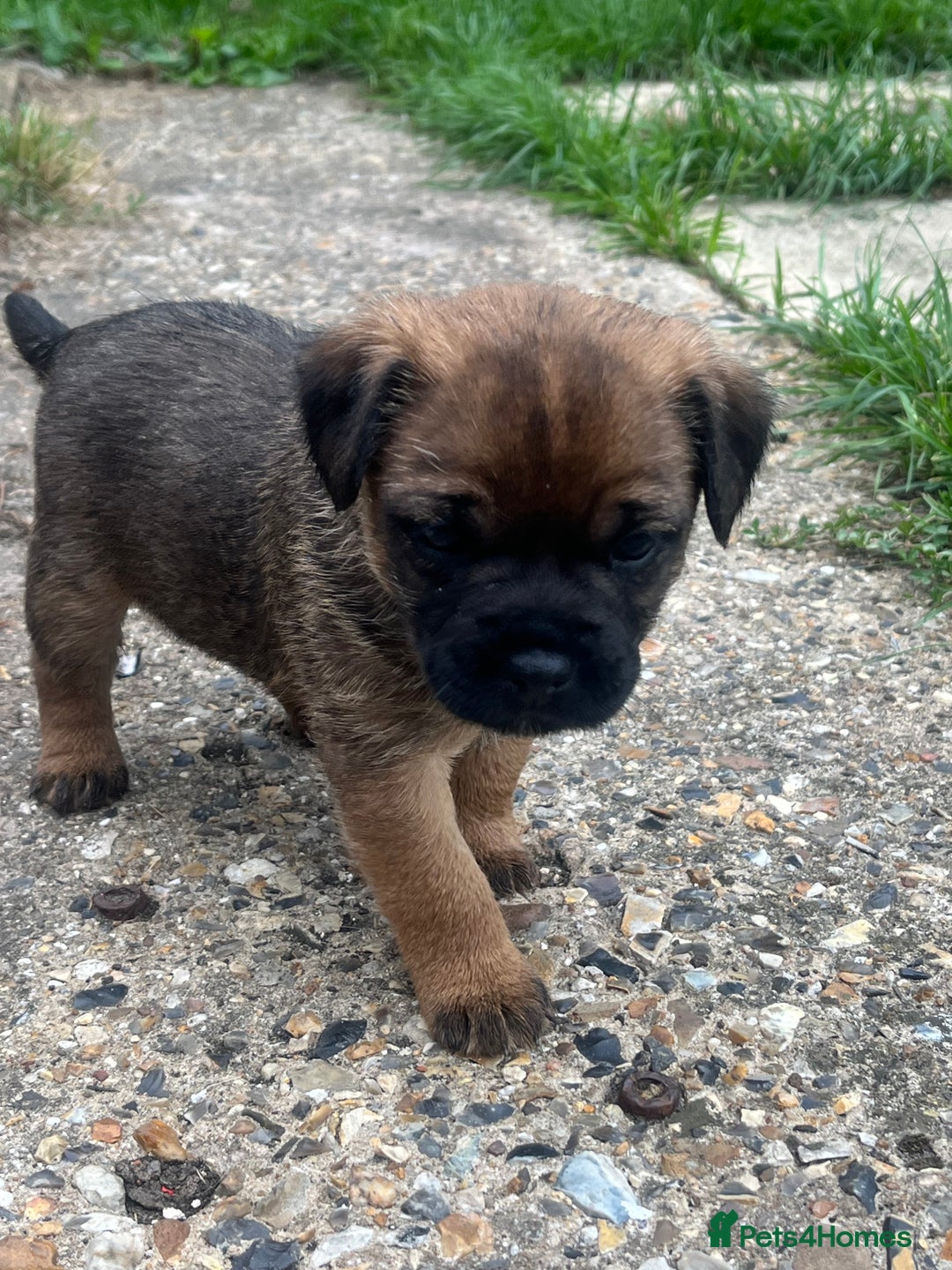 Border Terrier dogs for sale: Gorgeous KC reg Border Terrier Boys - Image 13