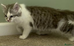 Mixed Breed cats for sale: Beautiful grey and white fluffy boys - Image 6