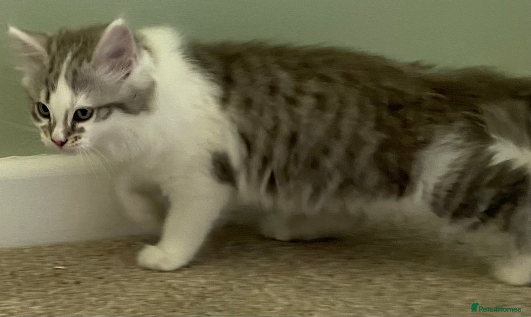 Mixed Breed cats for sale: Beautiful grey and white fluffy boys - Image 6