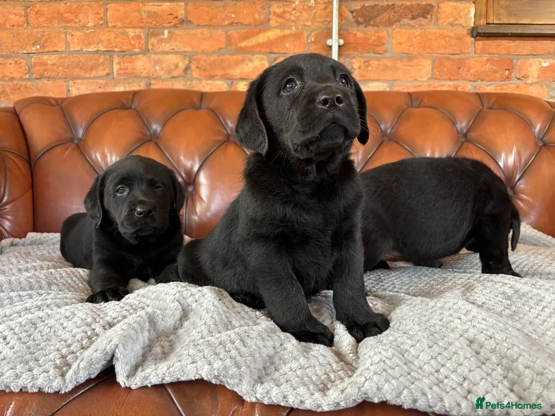Labrador Retriever dogs for sale: One Beautiful Strong Chunky Lab Pup - Advert 1