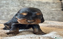 Cocker Spaniel dogs for sale: 100% TRUE SHOW TYPE HEALTH TESTED COCKER SPANIELS  - Advert 4