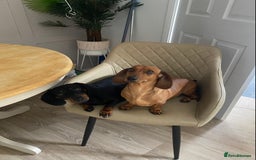 Dachshund dogs for sale: Dachshund puppys - Image 11
