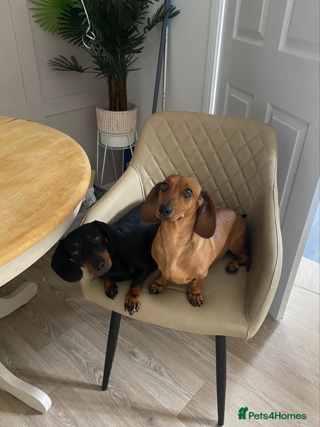 Dachshund dogs for sale: Dachshund puppys - Image 11