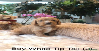 Cavapoochon dogs - Advert 2