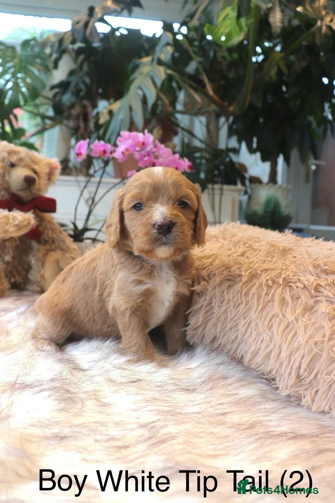 Cavapoochon dogs for sale: Cavapoochon Puppies Looking for Loving Families🐾 - Image 2