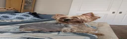 Yorkshire Terrier dogs for sale: Adorable Mini Toy Yorkshire Terrier Puppies - Advert 2