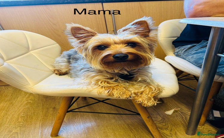 Yorkshire Terrier dogs Puppy🐶 - Advert 4