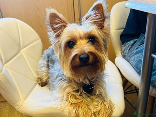 Yorkshire Terrier dogs Puppy🐶 - Advert 18