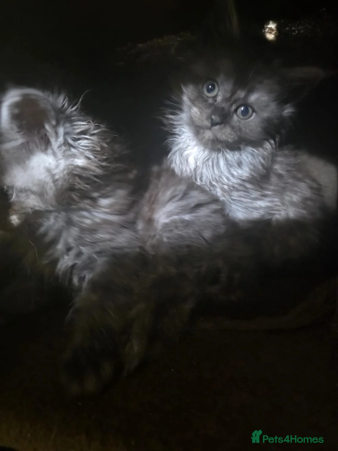 Maine Coon cats for sale: Pure Breed Maine Coone Kittens - Advert 17