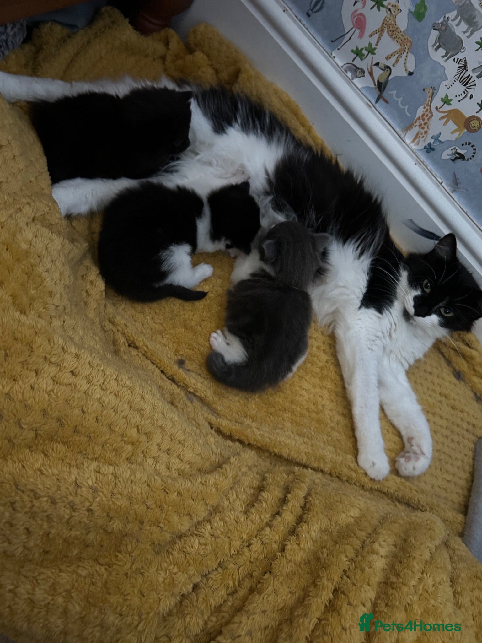 Mixed Breed cats Beautiful baby kittens  - Advert 2