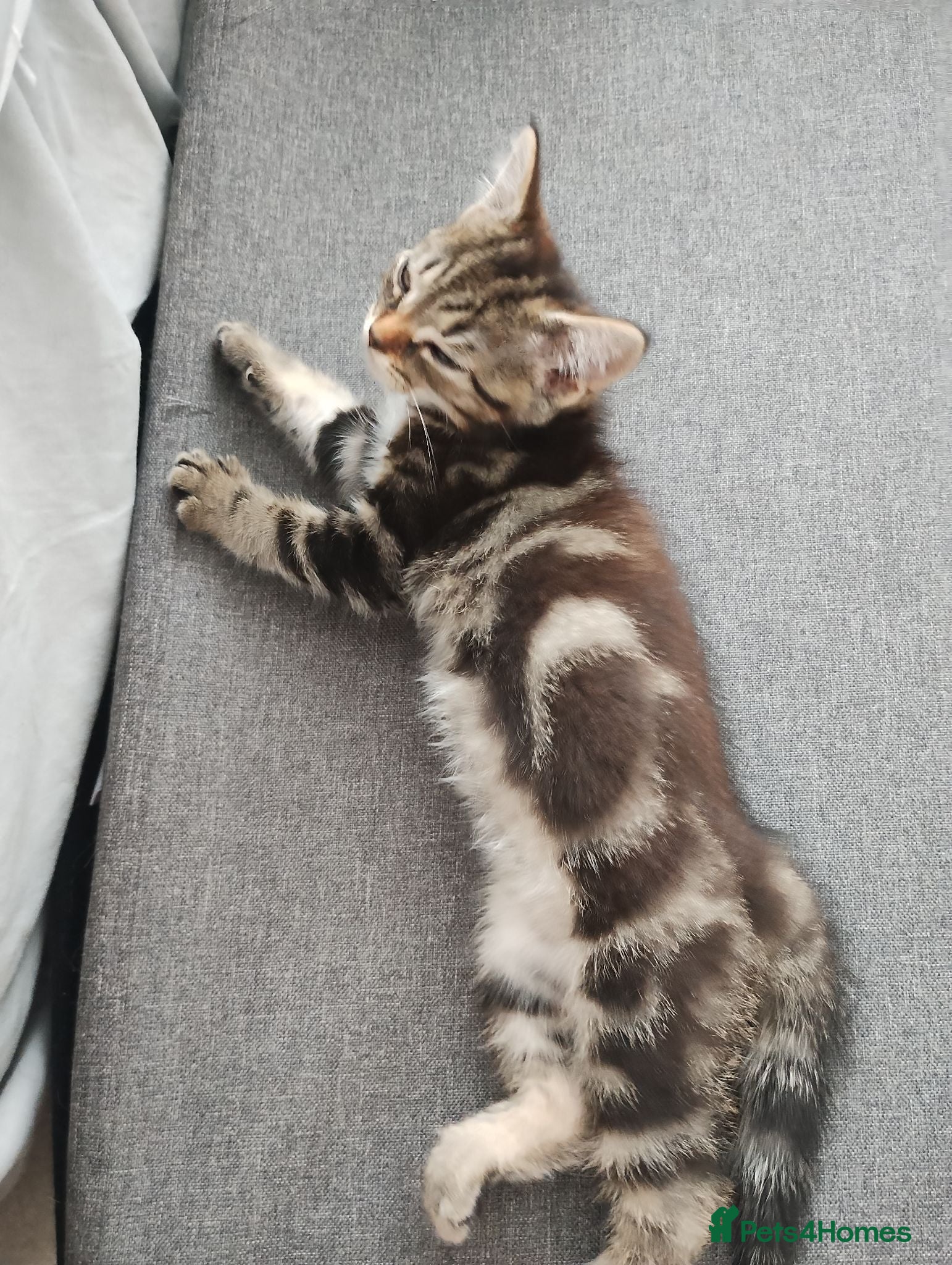 Mixed Breed cats Cute kittens - Advert 1
