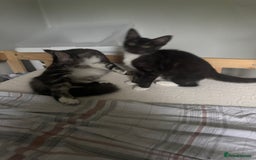 Mixed Breed cats for sale: 3 beautiful boy available  - Image 2