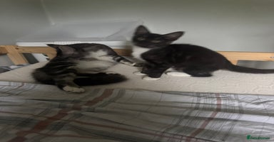 Mixed Breed cats - Advert 12