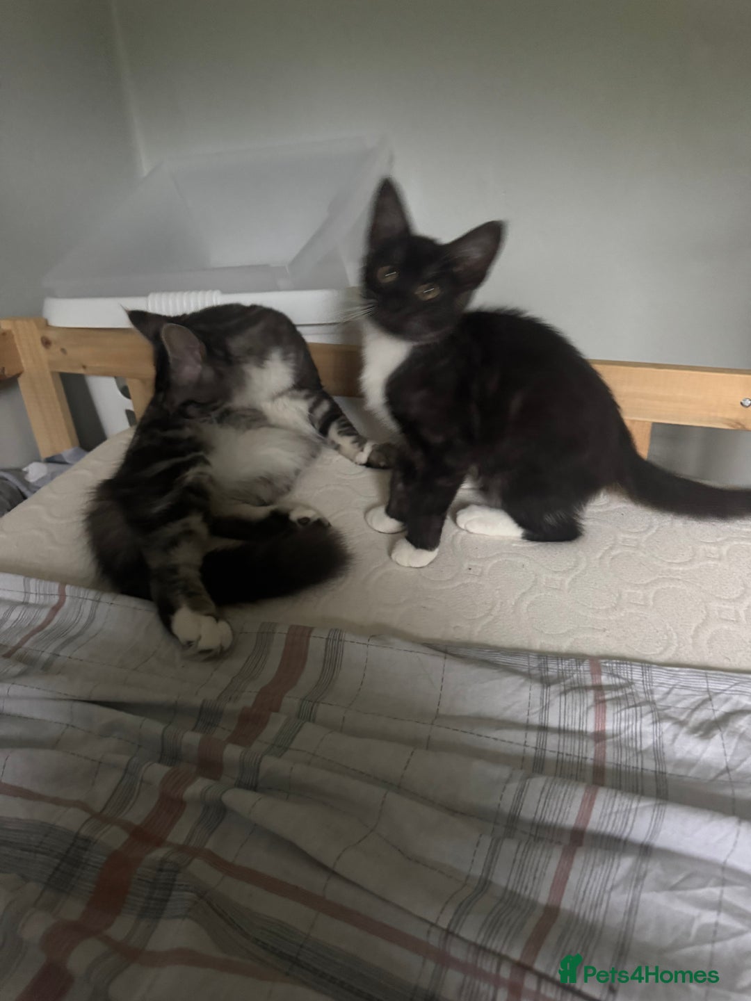 Mixed Breed cats for sale: 3 beautiful boy available  - Image 2