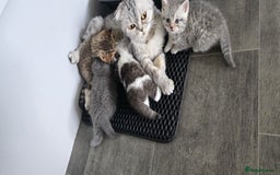 Scottish Fold cats for sale: For sale Scottish fold kitties  - Image 17
