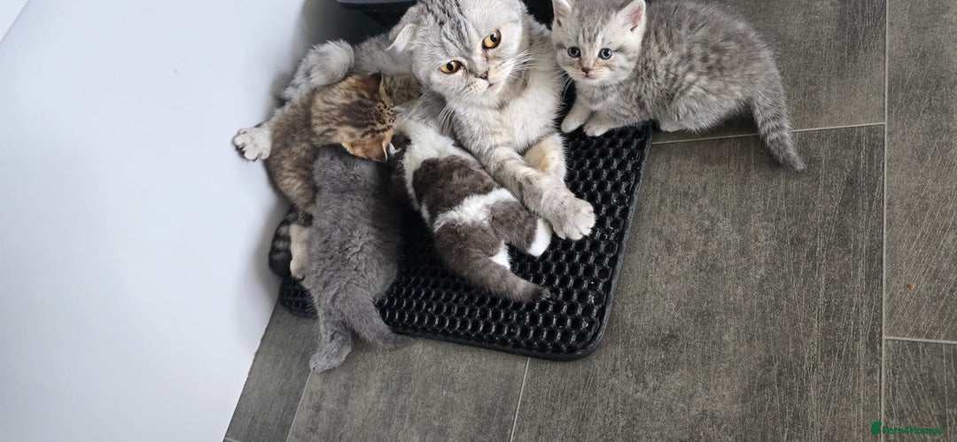 Scottish Fold cats for sale: For sale Scottish fold kitties  - Image 17