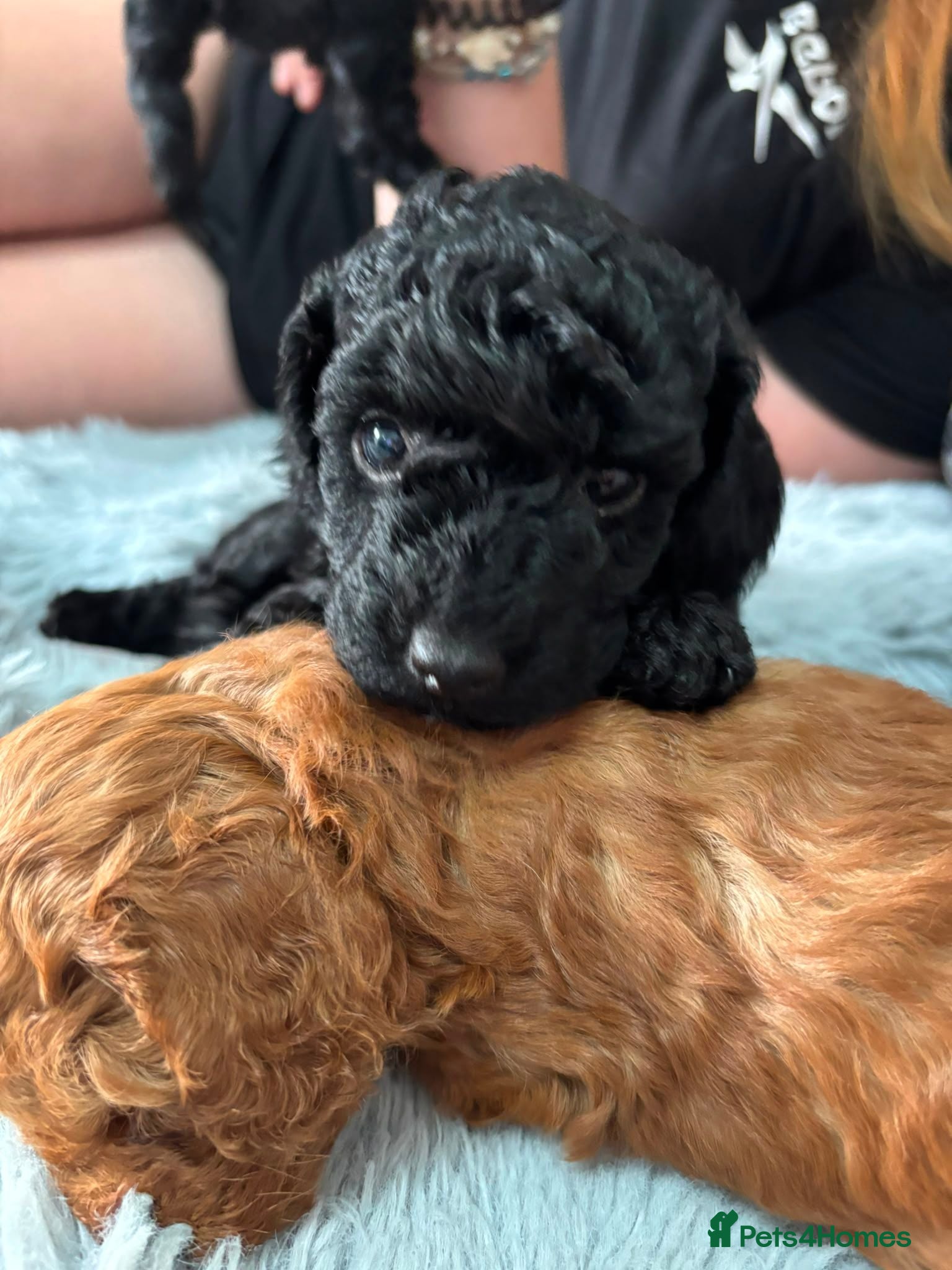 Miniature Poodle dogs Beautiful KC miniature Poodles - Advert 2