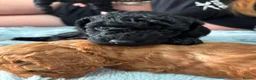 Miniature Poodle dogs for sale: Beautiful KC miniature Poodles - Advert 2