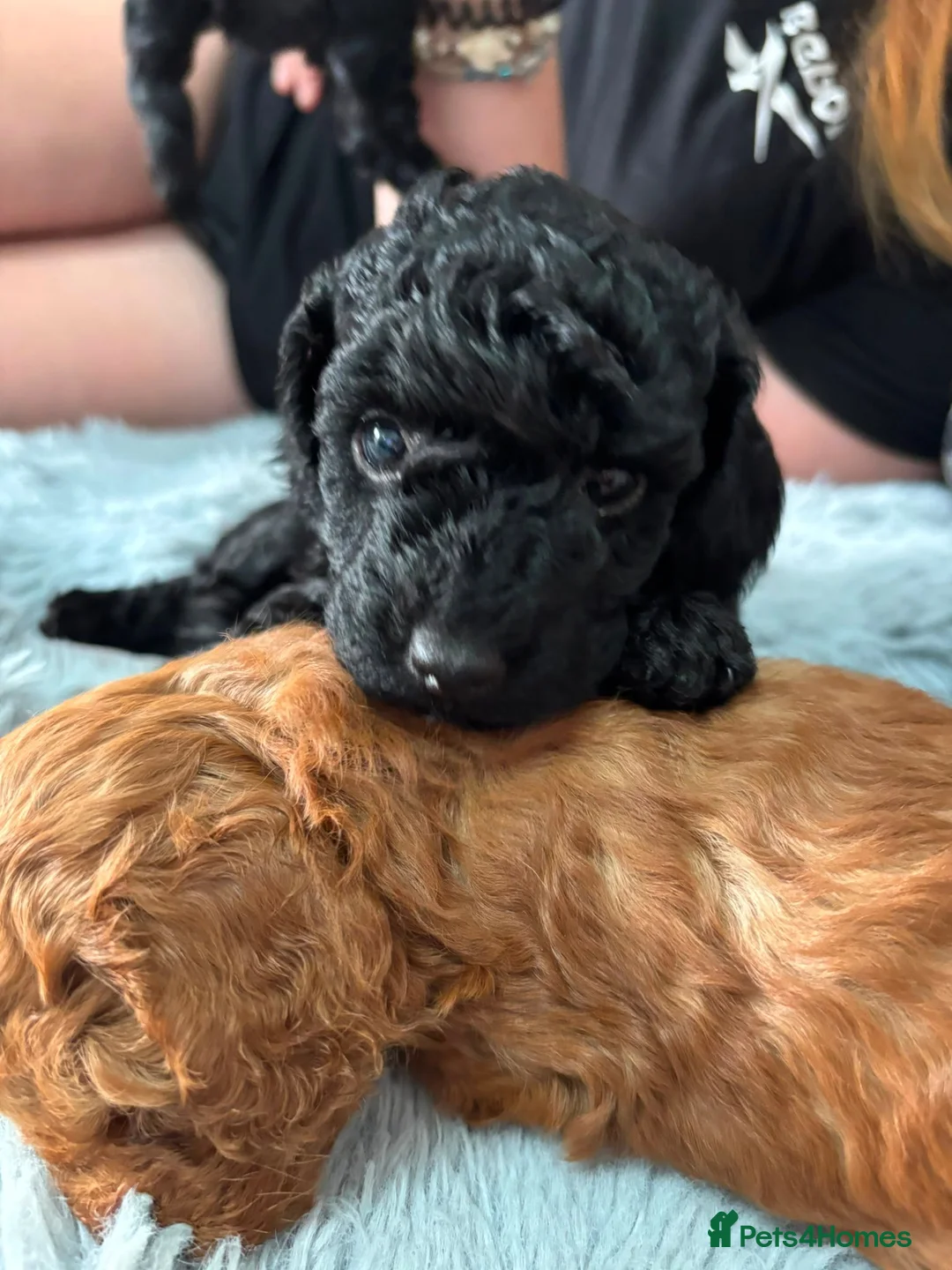 Miniature Poodle dogs for sale: Beautiful KC miniature Poodles - Advert 2