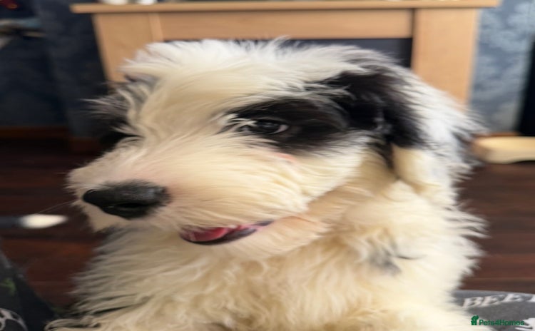 Mixed Breed dogs Ready Now 2 x Sheepadoodle Puppies Females Cardiff - Advert 2