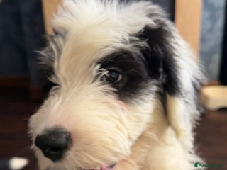 Mixed Breed dogs Ready Now 1 x Sheepadoodle Puppy Female Cardiff - Advert 14
