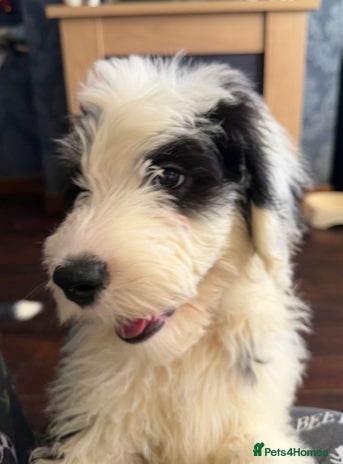 Mixed Breed dogs Ready Now 2 x Sheepadoodle Puppies Females Cardiff - Advert 2