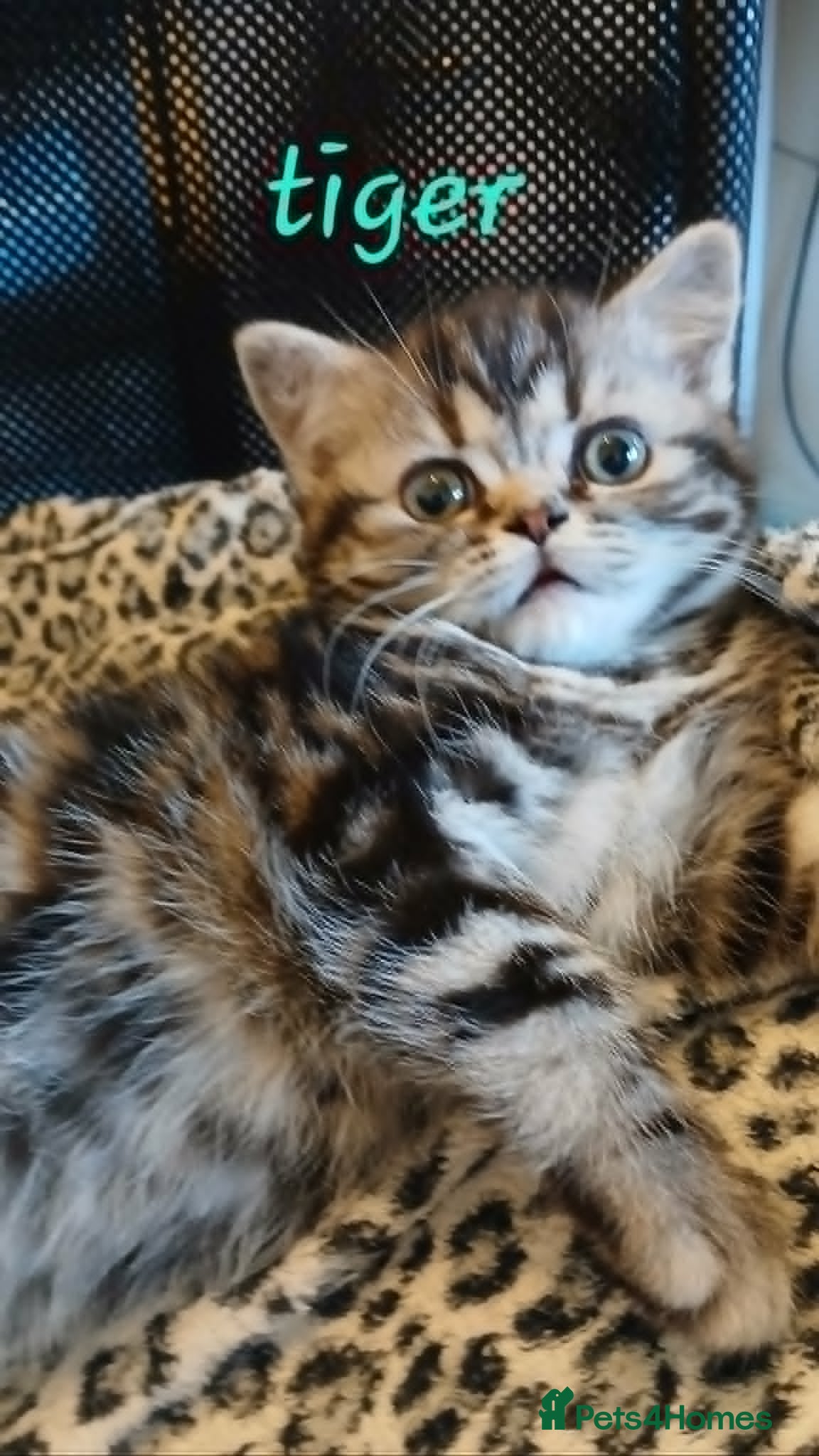 British Shorthair cats Bsh. Silver Classic Tabby . - Advert 17