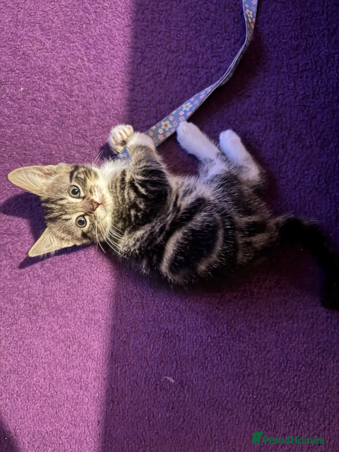 Mixed Breed cats for sale: 2 perfect boy kittens ready to leave  - Advert 1