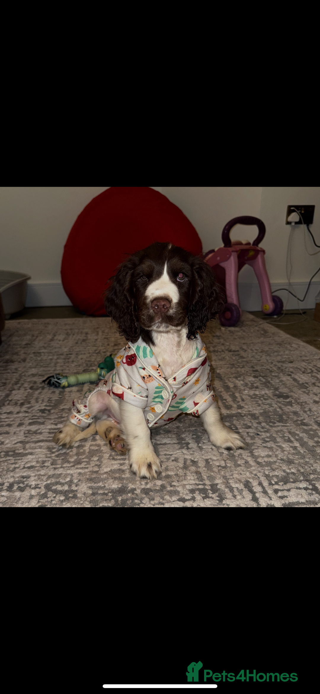 Cocker Spaniel dogs for sale: 4 months old male Cocker Spaniel For Sale - Advert 8