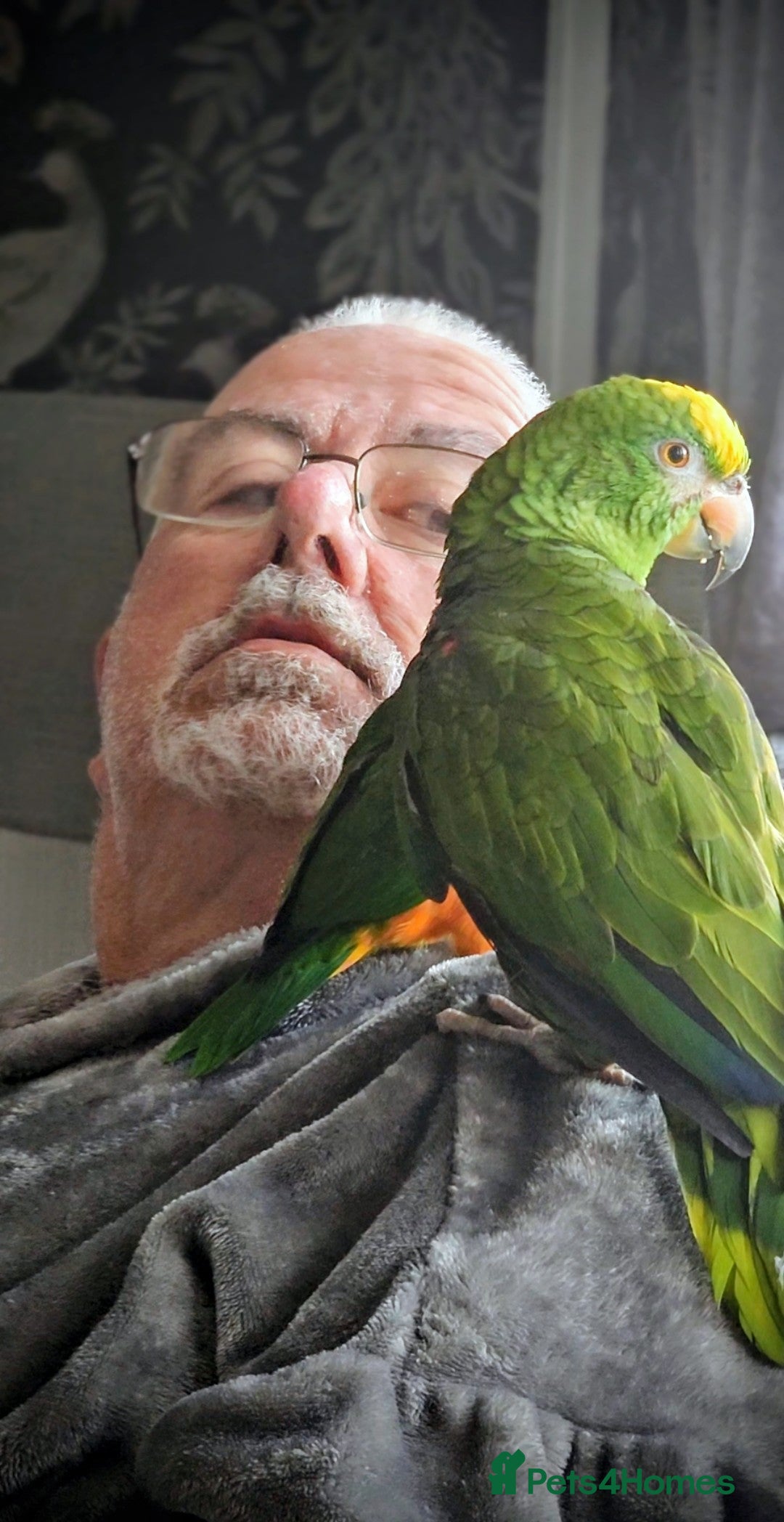 Parrots birds Yellow head amazon - Advert 3