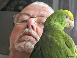 Parrots birds Yellow head amazon - Advert 6