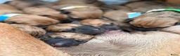 Rhodesian Ridgeback dogs for sale: Wait List Open - Safely Arrived 14th June - Advert 3