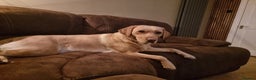 Labrador Retriever dogs for sale: PEDIGREE & KC REG LABRADOR RETRIEVER  - Advert 4
