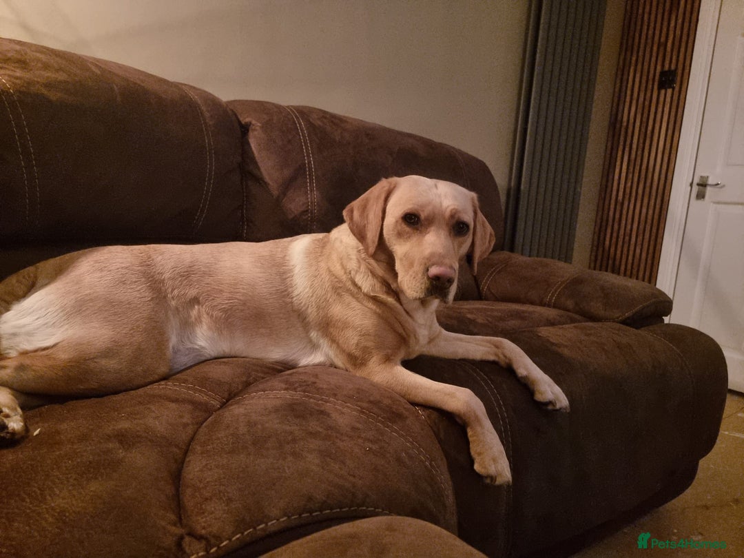 Labrador Retriever dogs for sale: PEDIGREE & KC REG LABRADOR RETRIEVER  - Advert 4