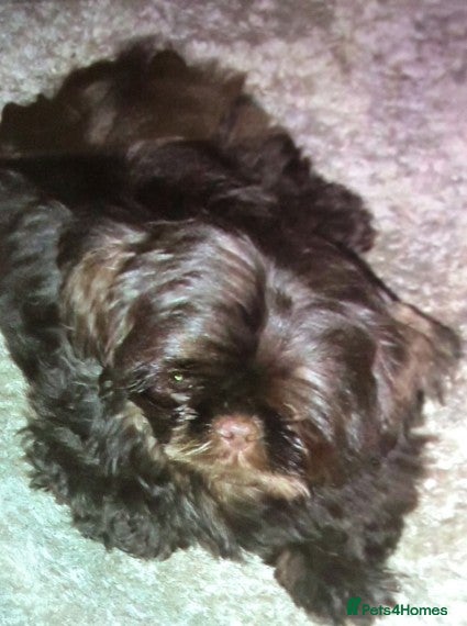 Shih Tzu dogs Solid None Fading Chocolate Imperial Shih Tzu in Canterbury - Advert 13