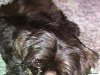 Shih Tzu dogs in Canterbury - Advert 2