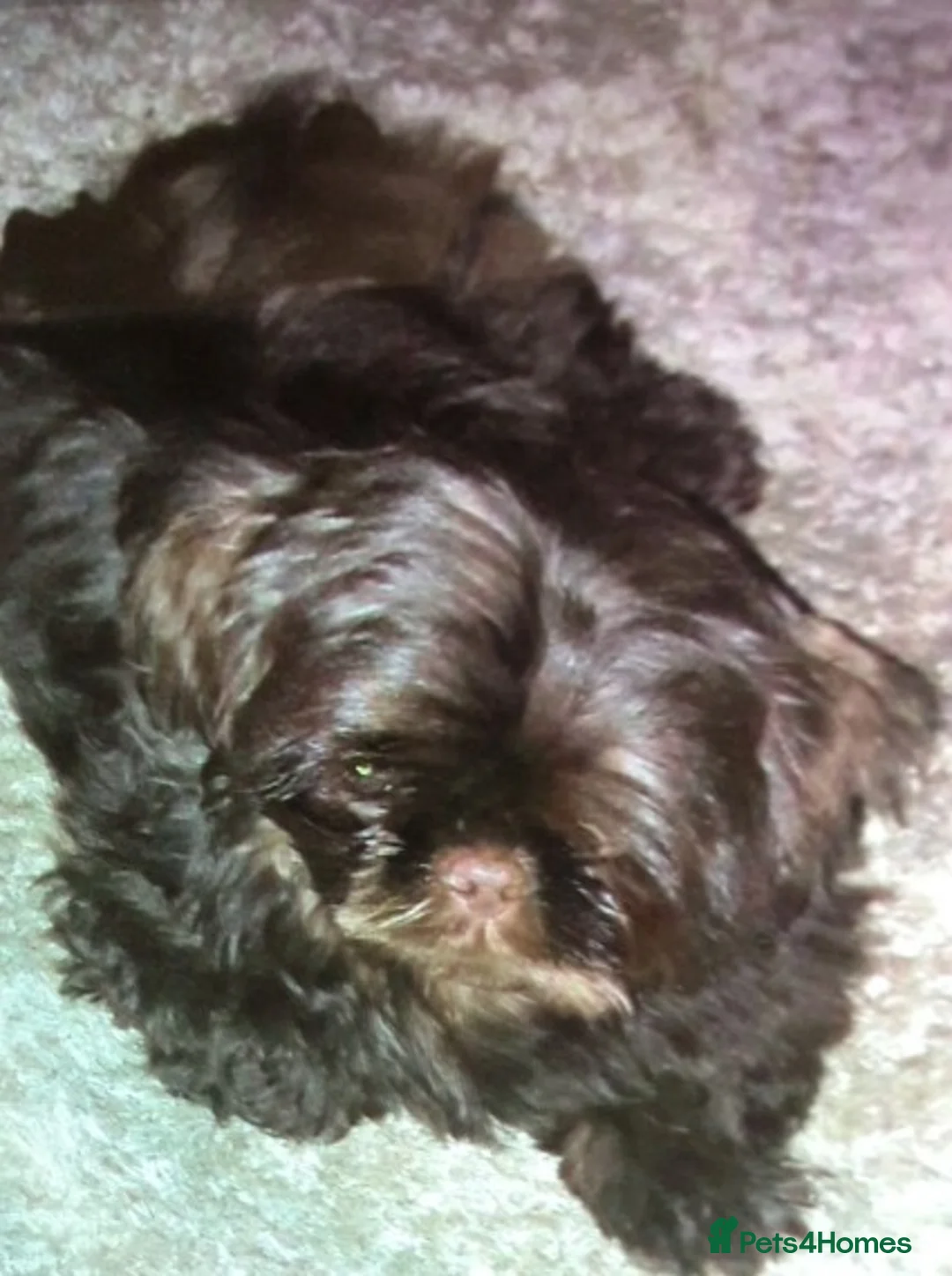 Shih Tzu dogs for stud: Solid None Fading Chocolate Imperial Shih Tzu in Canterbury - Advert 1