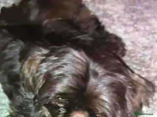 Shih Tzu dogs Solid None Fading Chocolate Imperial Shih Tzu in Canterbury - Advert 7