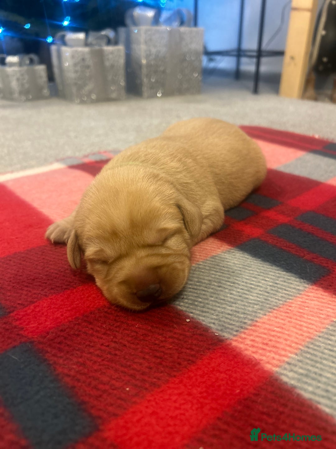 Labrador Retriever dogs for sale: Labrador puppies for sale  - Advert 12